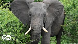 The african bush elephant, the african forest elephant, and the asian elephant. No Elephants Poached In A Year At Mozambique S Niassa Wildlife Park News Dw 15 06 2019