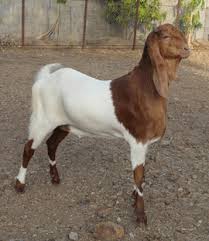 Labbaik goat farm sindhipuara pipar city jodhpur 16.921 views2 year ago. Raja Goat Farm