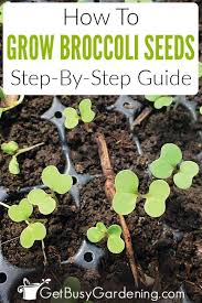 I'm going to share different broccoli varieties, how to plant and care for them, and the best way to harvest and store this nutritional powerhouse. How To Grow Broccoli From Seed Step By Step Get Busy Gardening