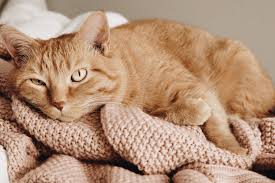 If your eyes start to swell and you sneeze uncontrollably every time you are near a cat, then yes, you are in some cases, patients may decide to get allergy shots that boost immunity to the allergen, a. Best Cat Litter For Allergies Pretty Litter Prettylitter