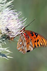 Image result for Pearsonia cajanifolia