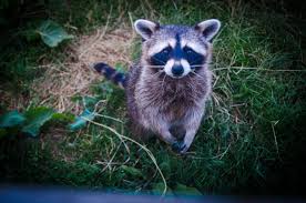What do we mean by pests? Pest Control Near Me Pigeon Removal Regina Saskatoon Sk