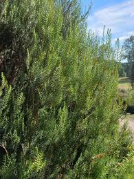 Image result for Scoparia