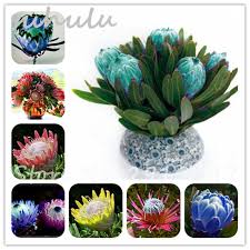 50 Pcs Fresh Rare Protea Cynaroides Seeds Rare Bonsai South Africa National Beautiful Flower Seeds Variety Complete Flower Seeds Beautiful Flowers Color Mixing