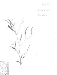 Image result for Crotalaria shirensis