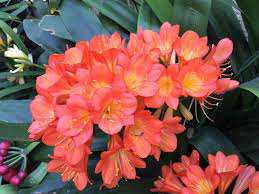 (alocacia and colocasia) nothing quite surpasses the impressive size of elephant ears, the giants of the tropical garden. 14 Types Of Tropical Flowers