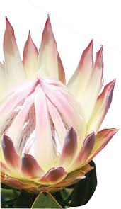 Maui Flower Growers Association Flower Varieties Protea Protea Flower Protea Art Flowers