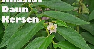 Daun kersen (muntingia calabura l.) memiliki senyawa aktif berupa saponin, flavonoid, polifenol dan tanin pada daunnya, sehingga dapat digunakan sebagai antibakteri. 83 Gambar Daun Ceri Paling Hist Gambar Pixabay
