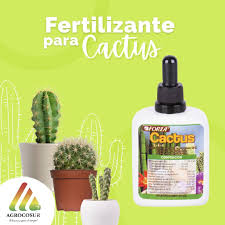 El cactus san pedro es conocido por su adaptabilidad de climas y por sus efectos enteógenos. Agrocosur Hipermercado Agropecuario Publicacoes Facebook