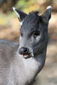 5 Weird Creatures Of The Animal Kingdom Animals Beautiful Interesting Animals Weird Animals