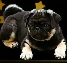 Black And Tan Pug Puppies Really Rare Colors Beautiful Dream Animals Pugs Baby Pugs Dogs