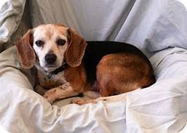 Check spelling or type a new query. Baltimore Md Beagle Mix Meet Huckleberry A Dog For Adoption Dog Adoption Beagle Calm Dog Breeds