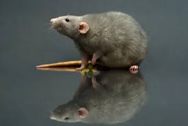 Could that dead animal be trying to tell you something? Dreams About Rats Dream Meanings Explained Huffpost Life