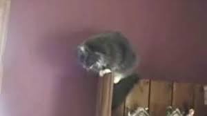 Yelling At Cats Guy Tourettes Guy Wiki Fandom