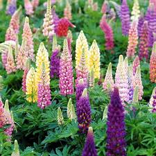 The genus includes over 199 species, with centers of diversity in north and south america. Lupinus Popsicle Series Mixed Walters Gardens Inc