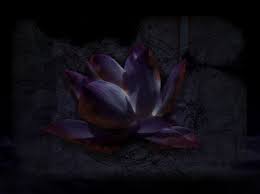 Multiple sizes available for all screen sizes. Lotus Flower Black Background Wallpaper Novocom Top