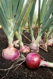 When planting onion sets, plant them between 2 and 6 inches apart. Time To Plant Onions And Garlic North Carolina Cooperative Extension
