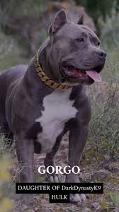 Gorgo Daughter Of The Biggest Pitbull On Earth Ddk9 S Hulk In 2020 Big Pitbull Pitbulls Pitbull Puppies
