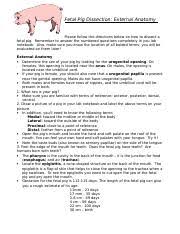 018824/10 (sup ct nassau county feb. Fetal Pig Review Cont D Key Doc Identify The Structures On The Diagram 1 Esophagus 2 Liver 3 Gall Bladder 4 Bile Duct 5 Stomach 6 Duodenum 7 Pancreas Course Hero