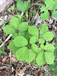 Image result for Blepharispermum pubescens