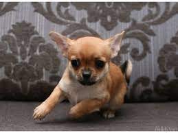 Chihuahua Puppies Pric Chihuahua Puppies Price Chihuahua Puppies Baby Chihuahua Cute Chihuahua
