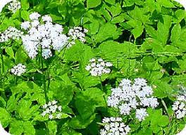 Zevenblad (aegopodium podagraria) is een vaste plant uit de schermbloemenfamilie (umbelliferae of apiaceae). Zevenblad Is Een Lastig Onkruid Dat Moeilijk Te Bestrijden Of Uit Te Roeien Is Vernietigen Van Zevenblad