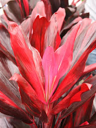 Cordylines and dracaenas have fabulous foliage for dramatic color and provide height and a look of the tropics to south florida gardens. Xerox Hawaiian Ti Plant Cordyline Urban Tropicals