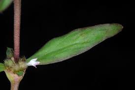 Image result for Spermacoce deserti