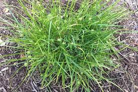 Image result for Kyllinga stenophylla