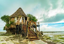 Image result for Zanha africana