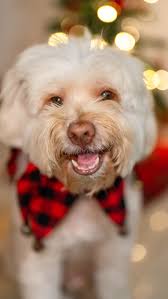 Un recuerdo más de mi Luquita, lo tengo en todos los ambientes de mi casa  además de siempre en mi corazón ♥️, Gracias a mi hermana @whattagurrl por  este recuerdo hermoso de mi Luqui peluqui 🤍😔, ., ., ...