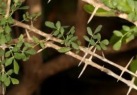 Image result for Rhigozum zambesiacum