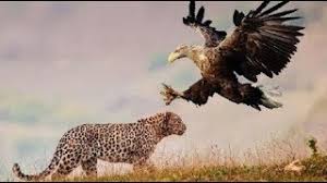 Download now harimau wikipedia bahasa melayu. 54 Gambar Harimau Vs Elang Paling Hist Gambar Pixabay