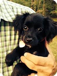 We did not find results for: Della Adopted Puppy Brattleboro Vt Chihuahua Dachshund Mix Dachshund Mix Dachshund Mix Puppies Puppy Adoption