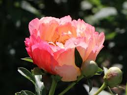Die pfingstrosen (paeonia), auch päonien genannt, sind die einzige pflanzengattung der familie der pfingstrosengewächse (paeoniaceae). Fruhbluhende Pfingstrose Coral Sunset Bestes Stauden Wissen