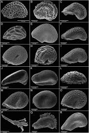 Image result for Antherotoma naudinii