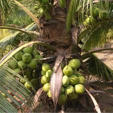 Pengenalan kepada kelapa hibrid matag yang disyorkan oleh jabatan pertanian. Pokok Kelapa Matag Price Promotion Jun 2021 Biggo Malaysia