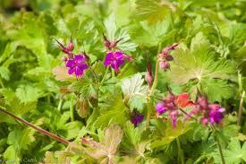 Image result for Geranium vagans