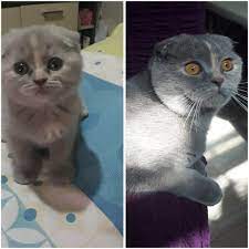 kizlarim buyuyo trabzon cins kedi severler facebook