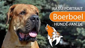 Although these are purebred dogs, you may find them in the care of shelters and. Boerboel Charakter Wesen Erziehung Haltung Hunde Fan De