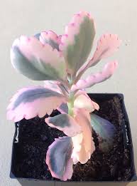 Kalanchoe Fedtschenkoi Variegata Succulent Garden Diy Plant Fungus Kalanchoe Fedtschenkoi