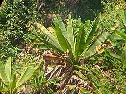 Image result for Ensete