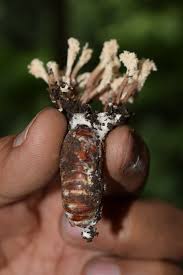 Image result for Isaria sp.