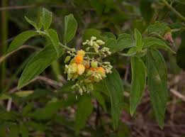 Image result for Hoslundia