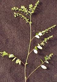Image result for Phyllanthus tenellus
