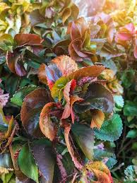Image result for Acalypha volkensii