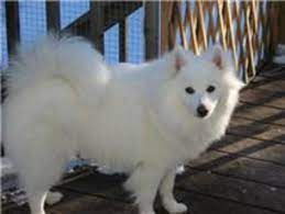 Pin On American Eskimo