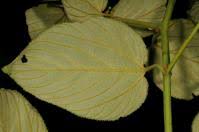Image result for Gouania tiliifolia