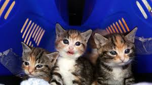 Hello, we have got two adorable kittens free to good home. Ten Things You Ll Only Know If You Have A Pet Cat In Ireland Irish Mirror Online