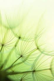 Beauty Tonalidades De Verde Diente De Leon Imagenes Relajantes